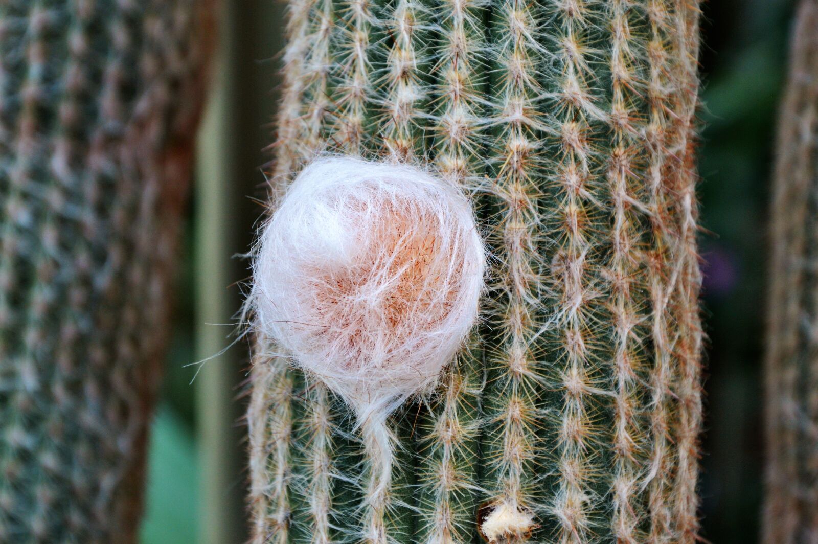 Nikon D3200 sample photo. Cactus, spur, green photography