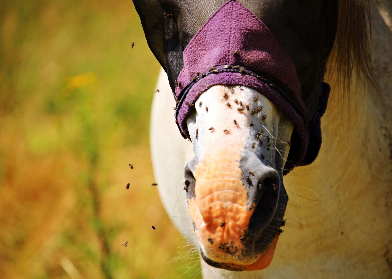 Canon EOS 100D (EOS Rebel SL1 / EOS Kiss X7) sample photo. Horse, nostrils, mold photography