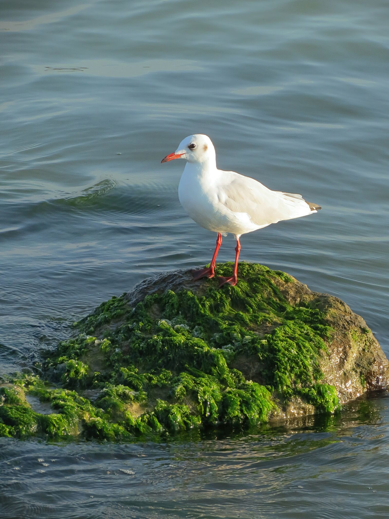 4.3 - 150.5 mm sample photo. Seagull, gull, bird photography