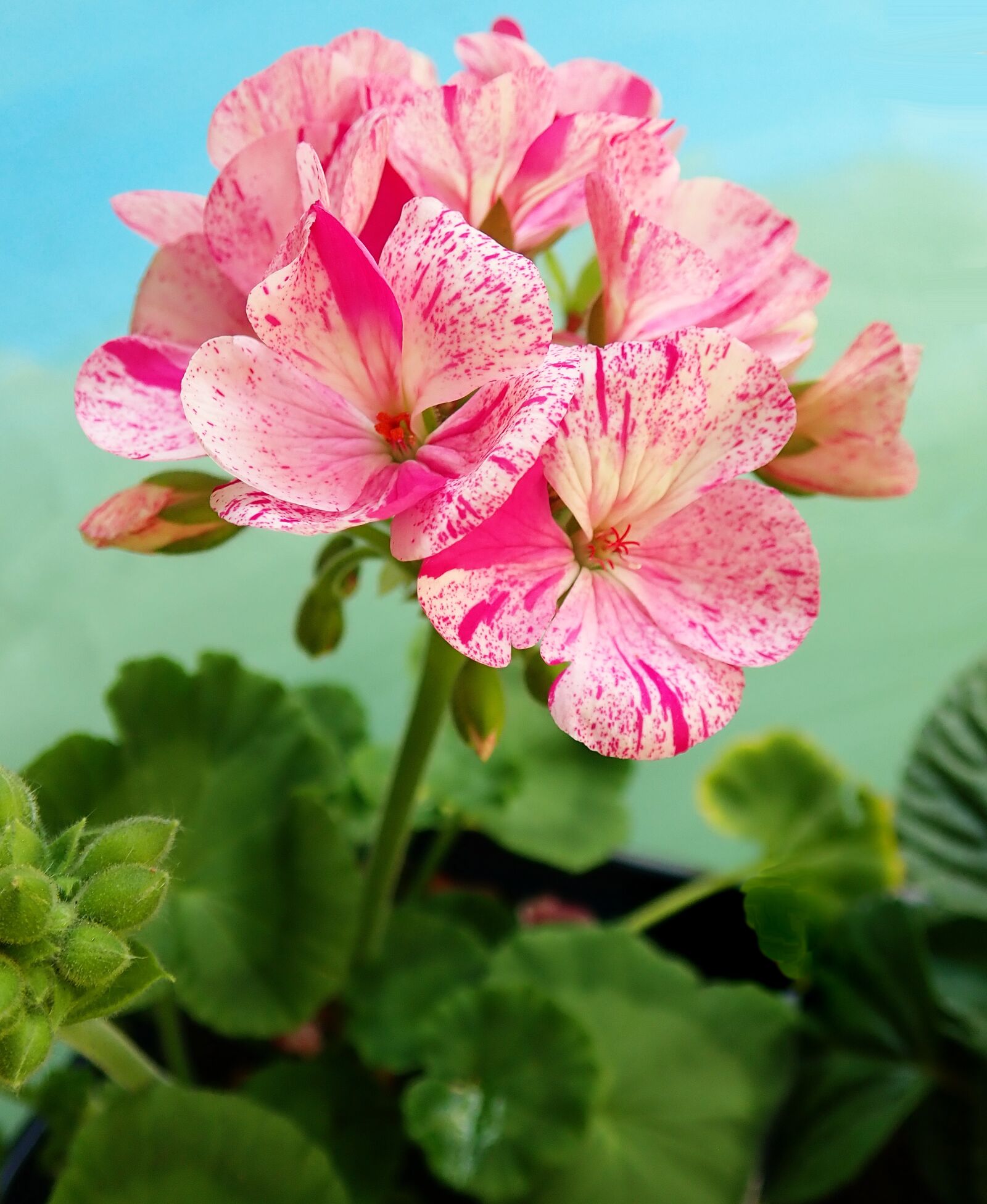 Olympus TG-5 sample photo. Geranium, pink, striped photography