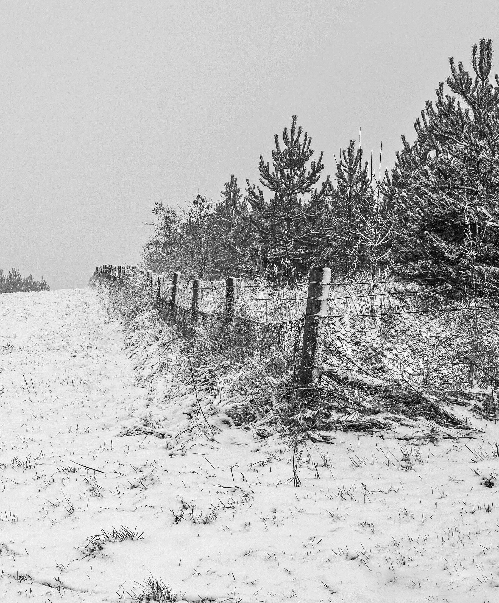 Nikon D5100 sample photo. Landscape, snow, trees photography