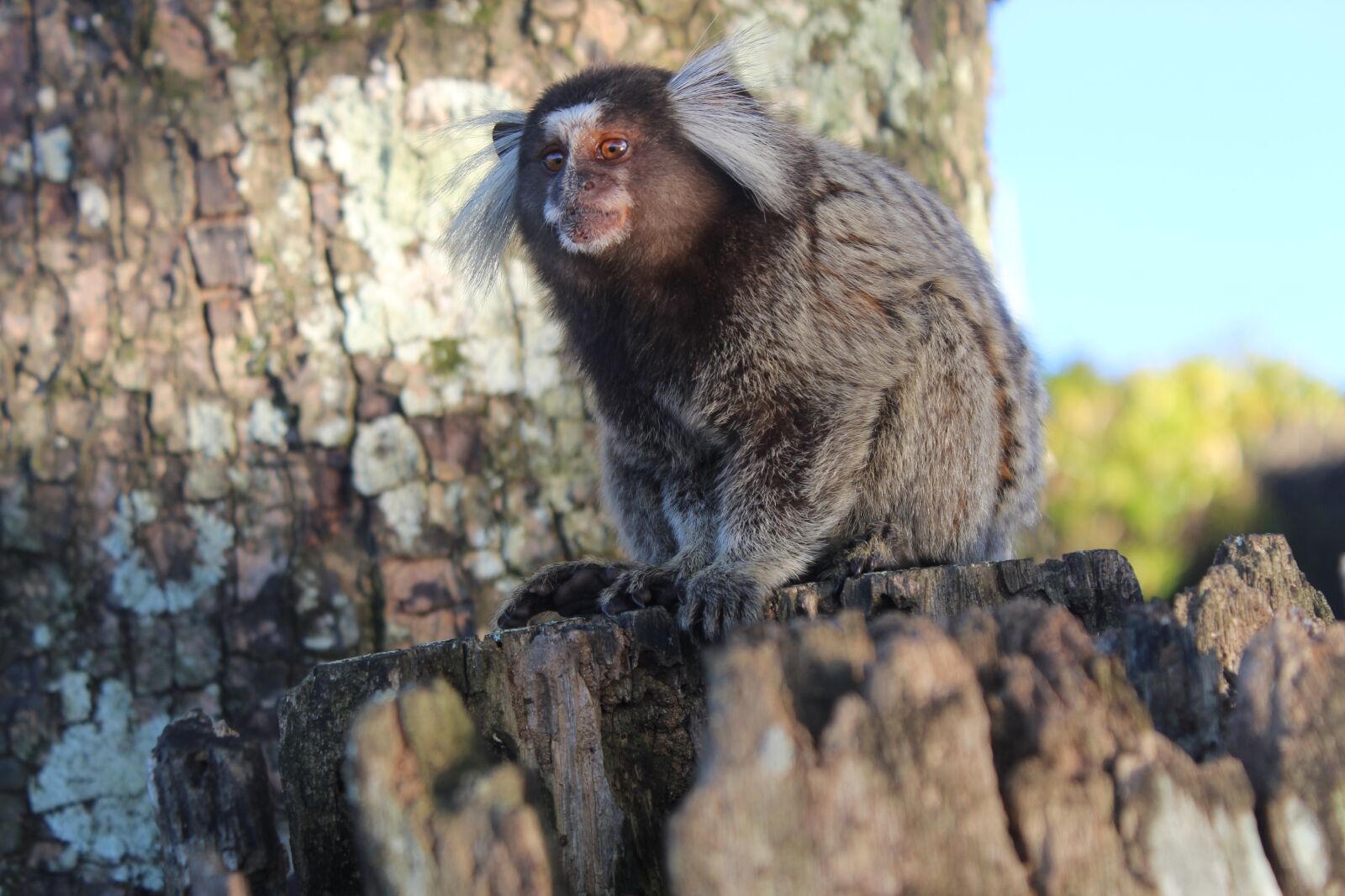 Canon EOS 1300D (EOS Rebel T6 / EOS Kiss X80) sample photo. Monkey, nature, animal photography