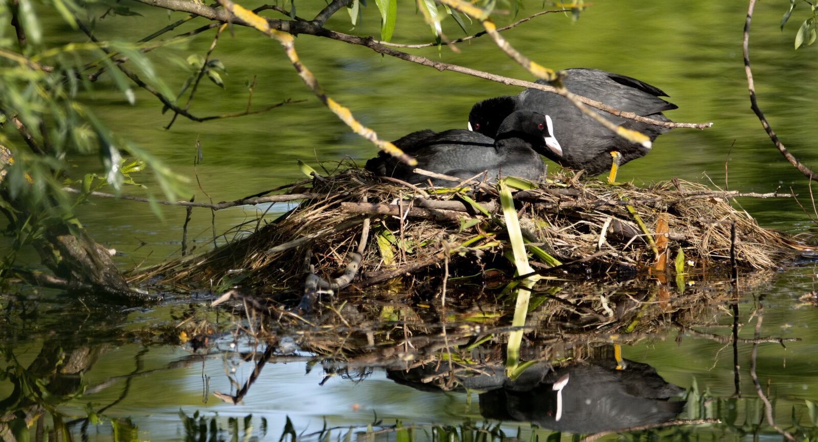 150-600mm F5-6.3 DG OS HSM | Contemporary 015 sample photo. Coot, nest, brood care photography