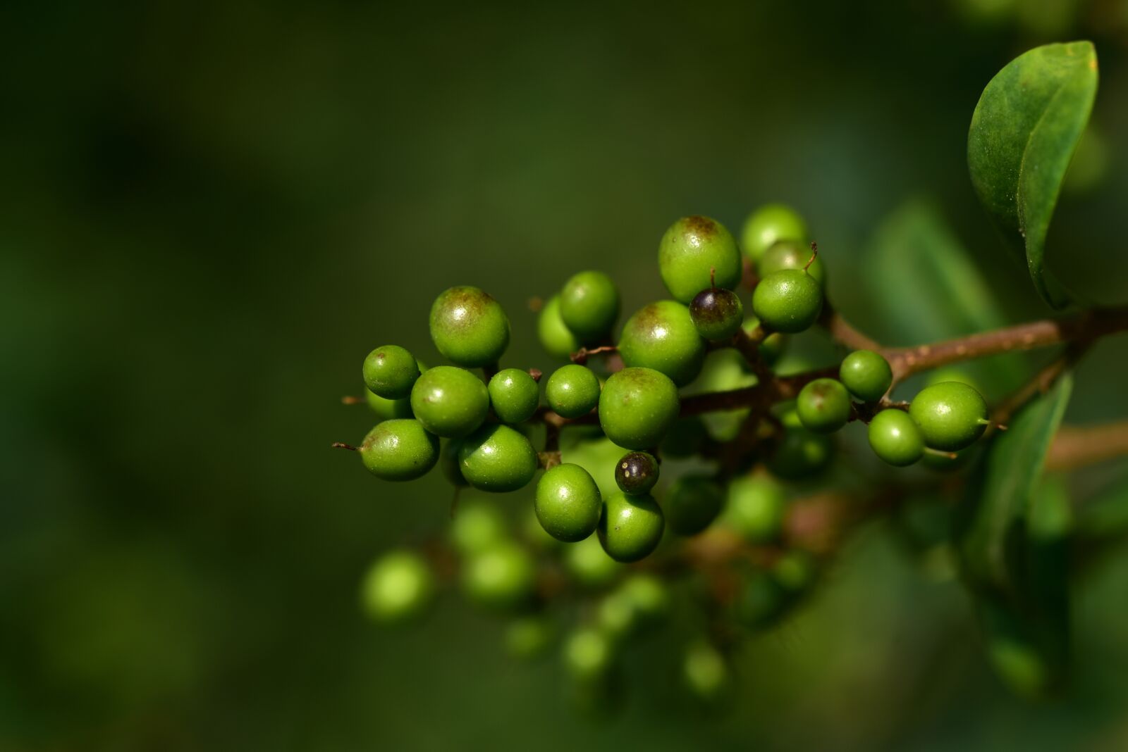 Nikon D750 sample photo. Berry, green, small photography