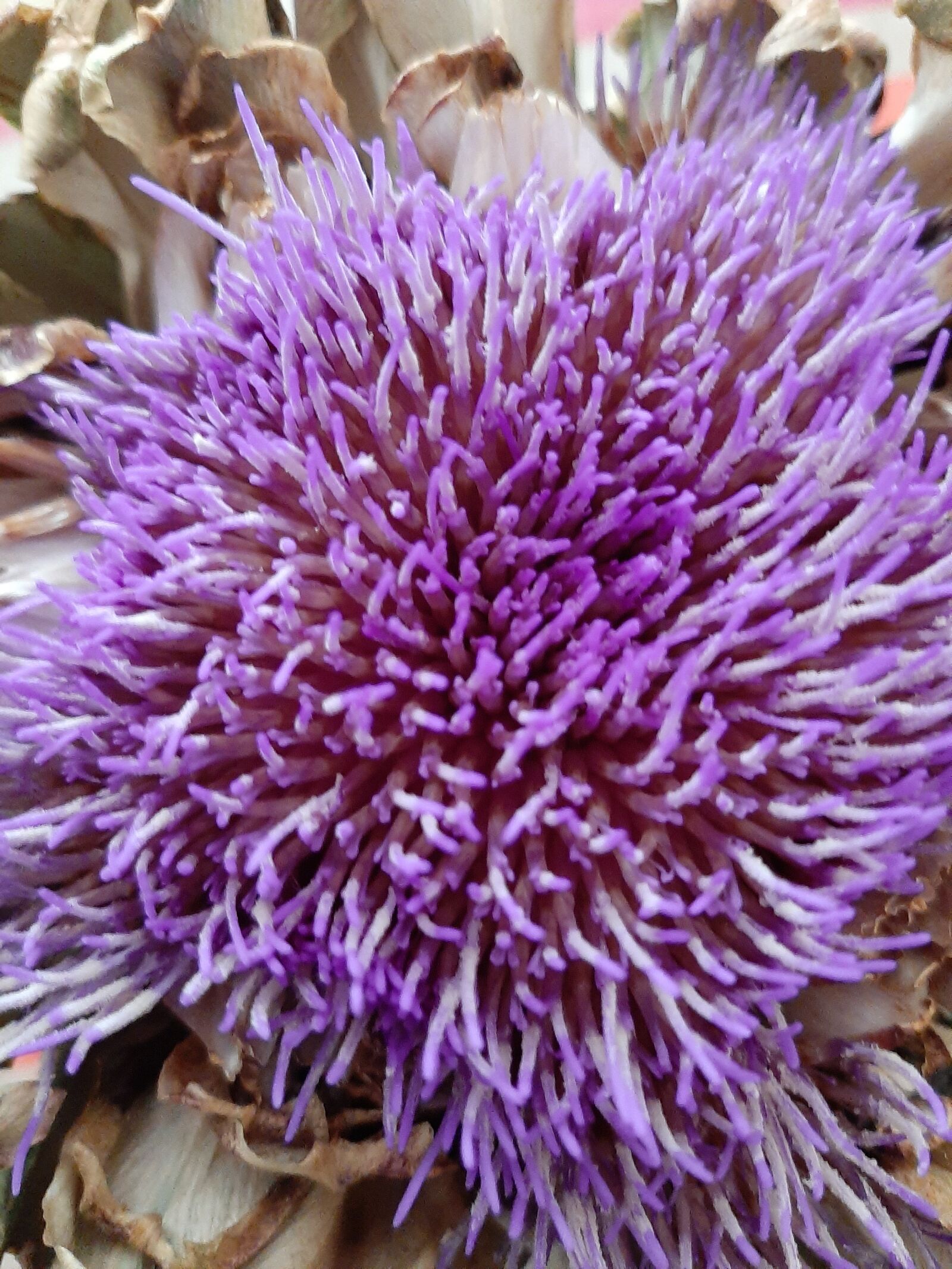 Samsung Galaxy A50 sample photo. Artichoke, artichoke flower, flower photography