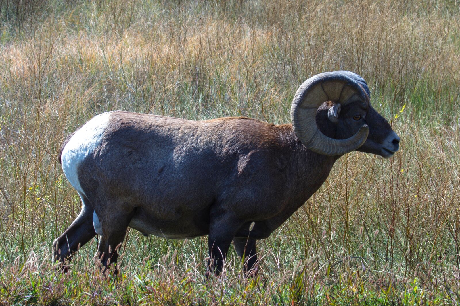 Canon EOS 7D sample photo. Mountain sheep, sheep, wild photography
