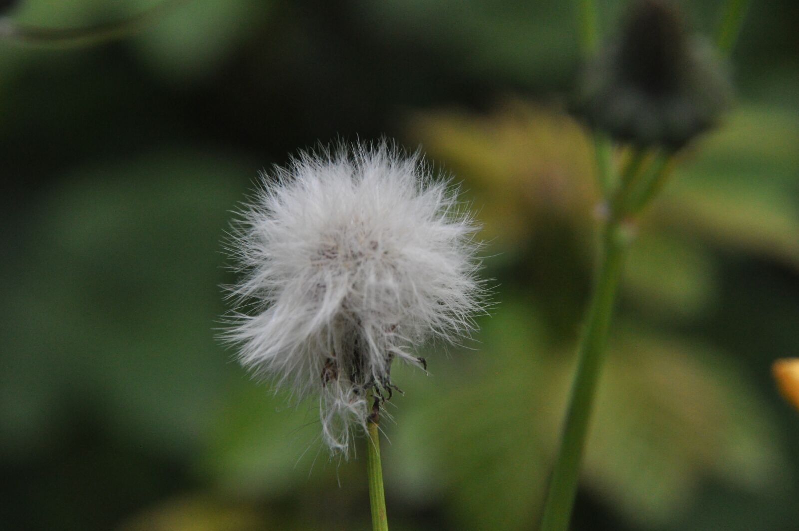 Nikon D90 sample photo. Dandelion, seeds, nature photography