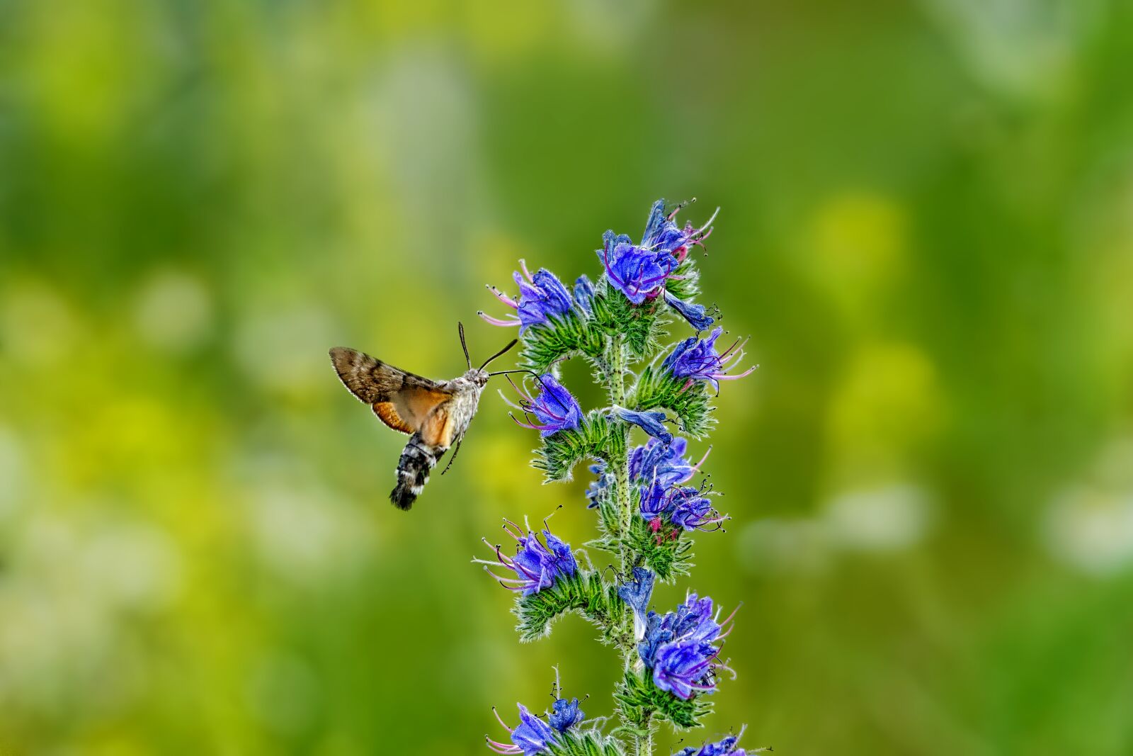 Sony a6000 sample photo. Nature, insect, butterfly photography