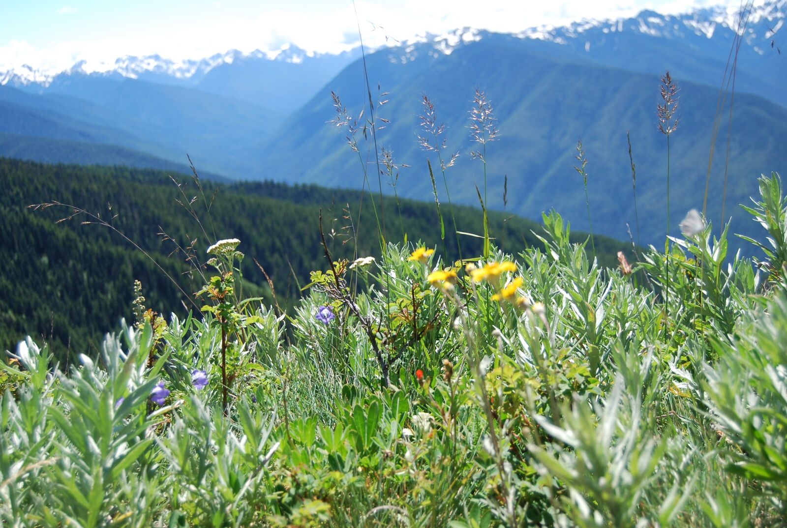 Nikon D40X sample photo. Hurricane ridge, mountain, wildflowers photography