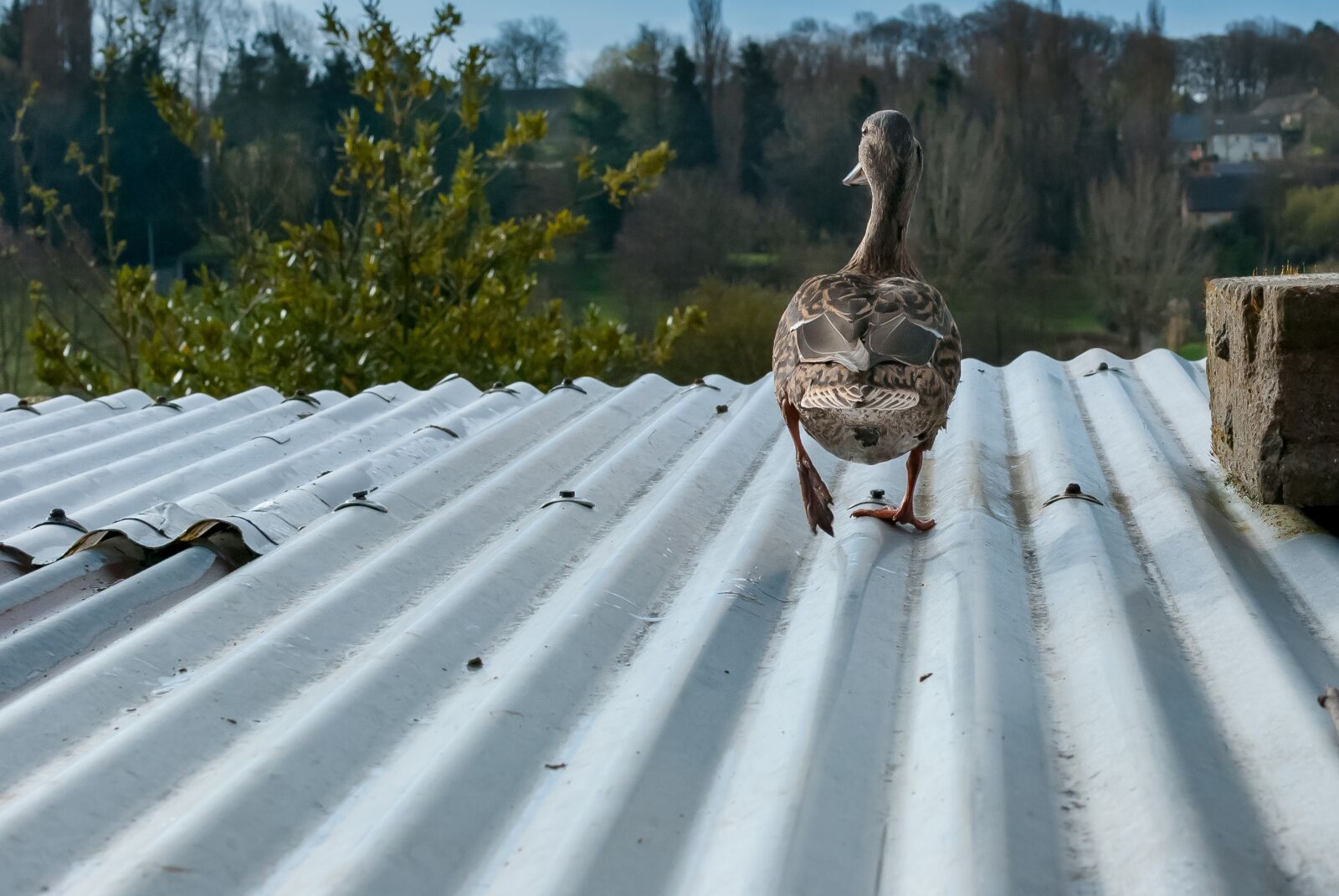 Nikon D80 sample photo. Nature, duck, ride photography