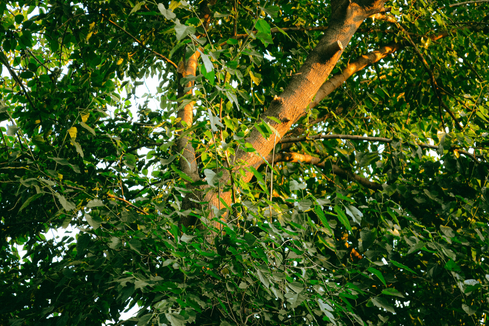 Nikon D3100 sample photo