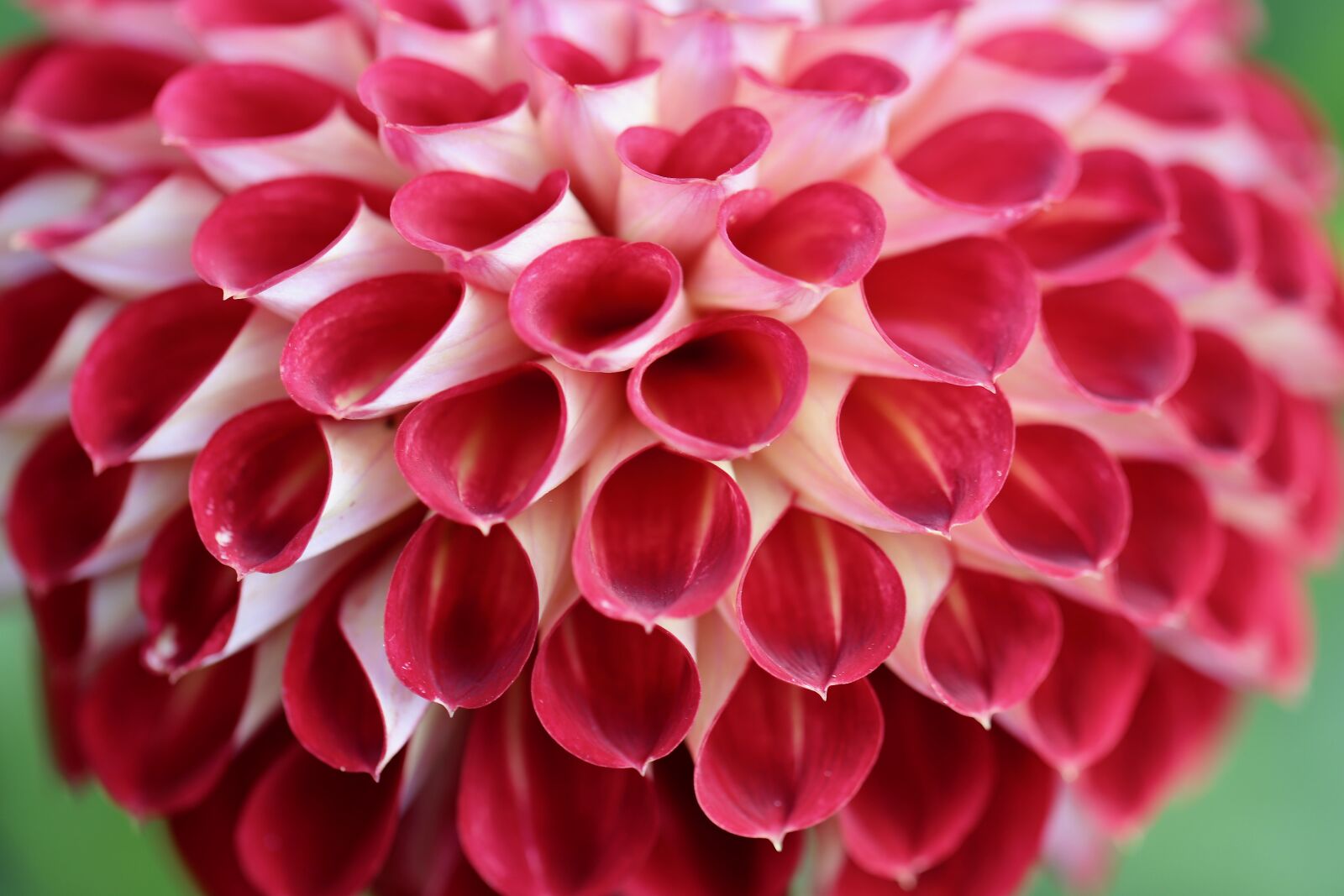 Canon EOS 800D (EOS Rebel T7i / EOS Kiss X9i) sample photo. Dahlia, red dahlia, flower photography
