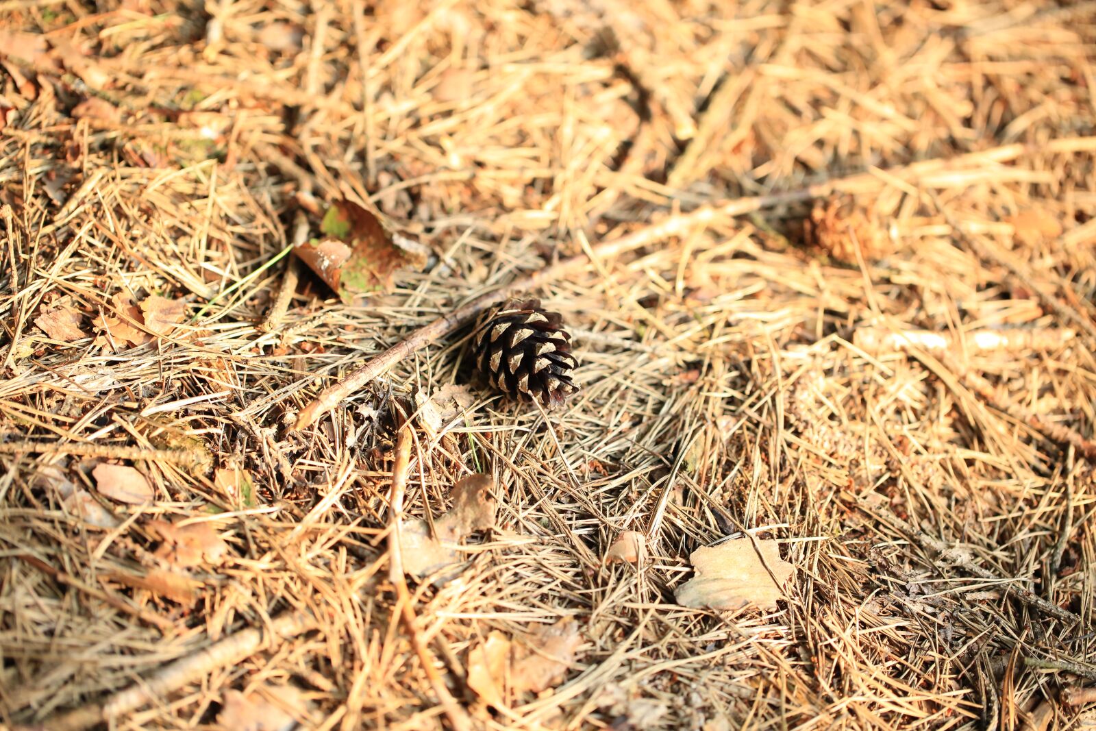 Canon EF 100mm F2.8L Macro IS USM sample photo. Tap, ground, pine photography