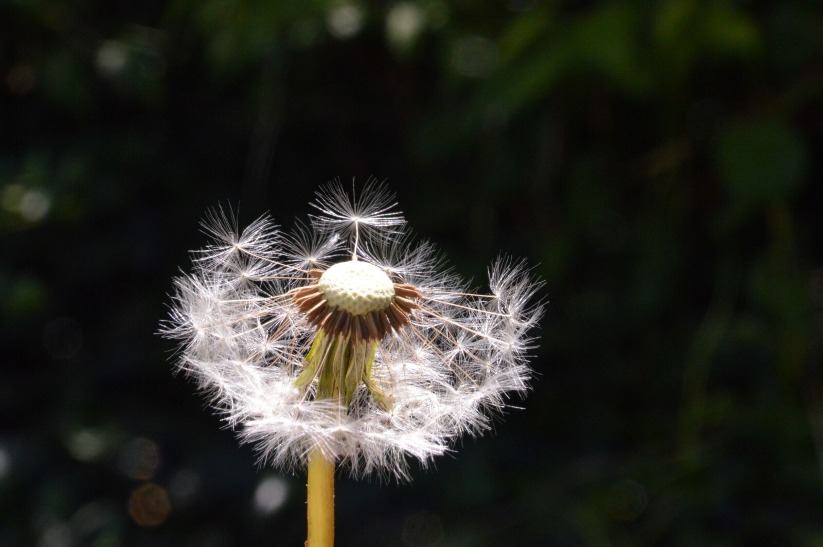 Nikon D3200 sample photo. Dandelion, white, plants photography