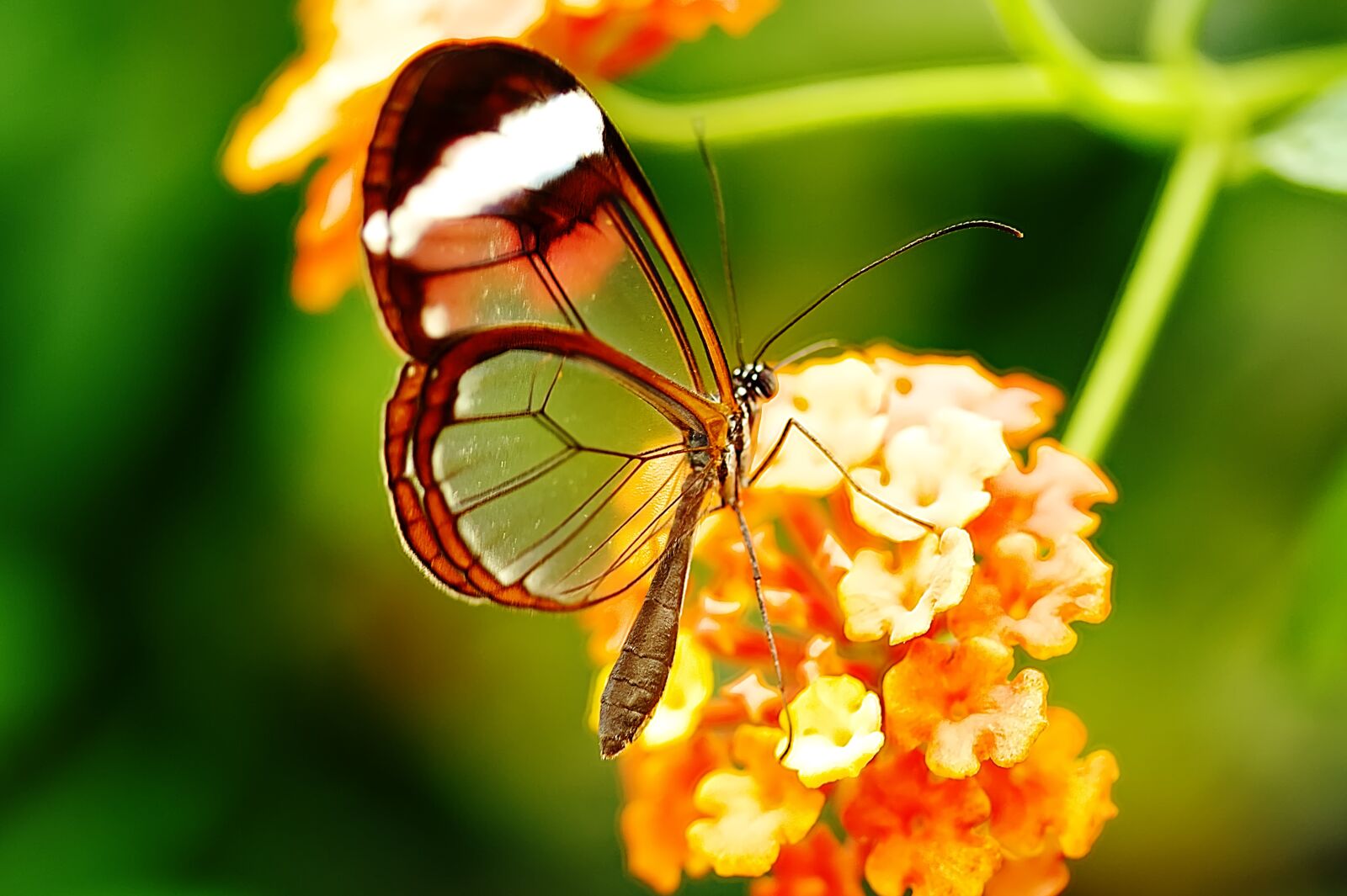Canon EOS 450D (EOS Rebel XSi / EOS Kiss X2) sample photo. Butterfly, insect, nature photography