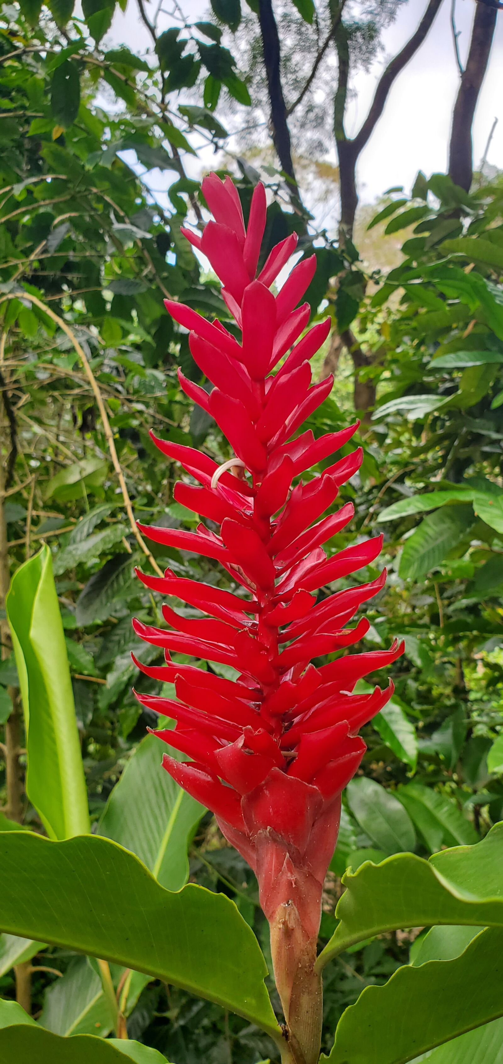 Samsung Galaxy S10 sample photo. Hawaiian, tropical, flower photography