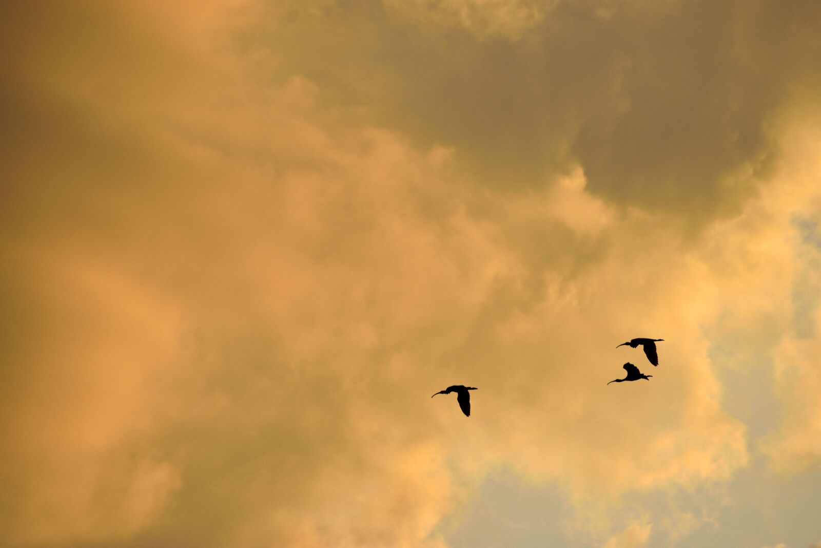 Nikon D3300 sample photo. Sunset, sky, florida photography