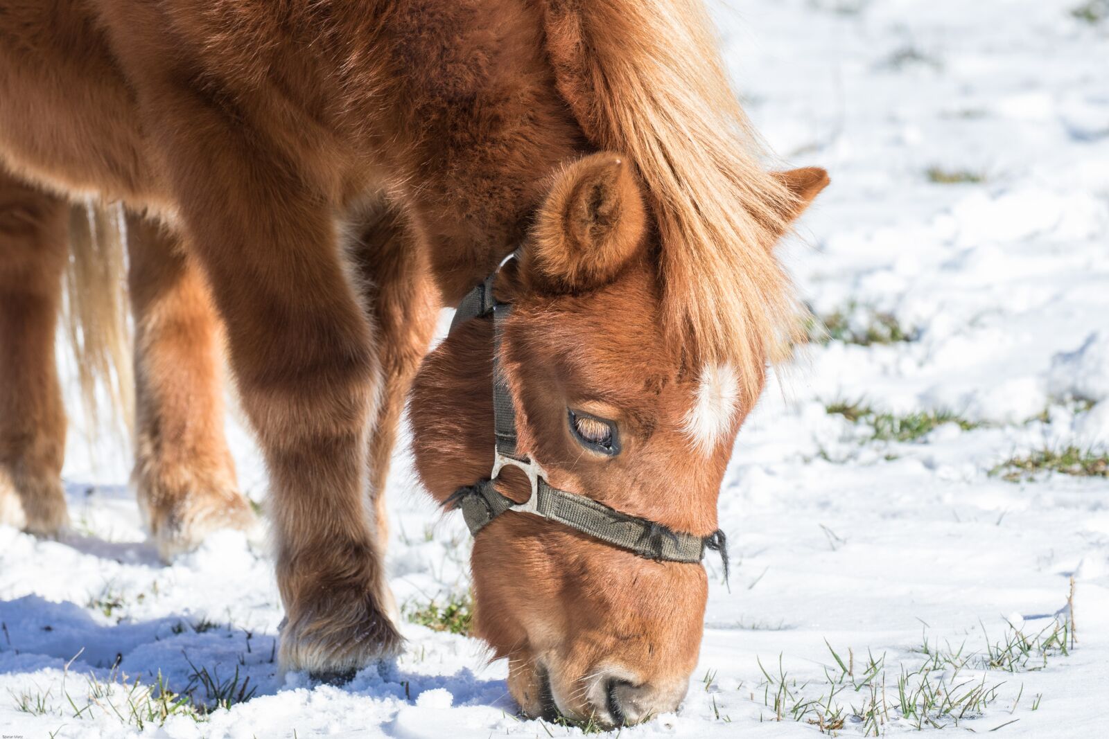 Canon EOS 7D Mark II sample photo. Horse, small horse, haflinger photography