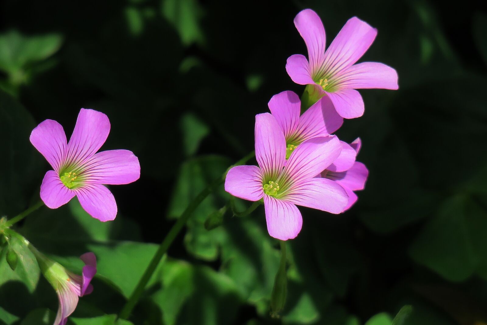 Canon PowerShot G3 X sample photo. Shamrock, hong kong, clover photography