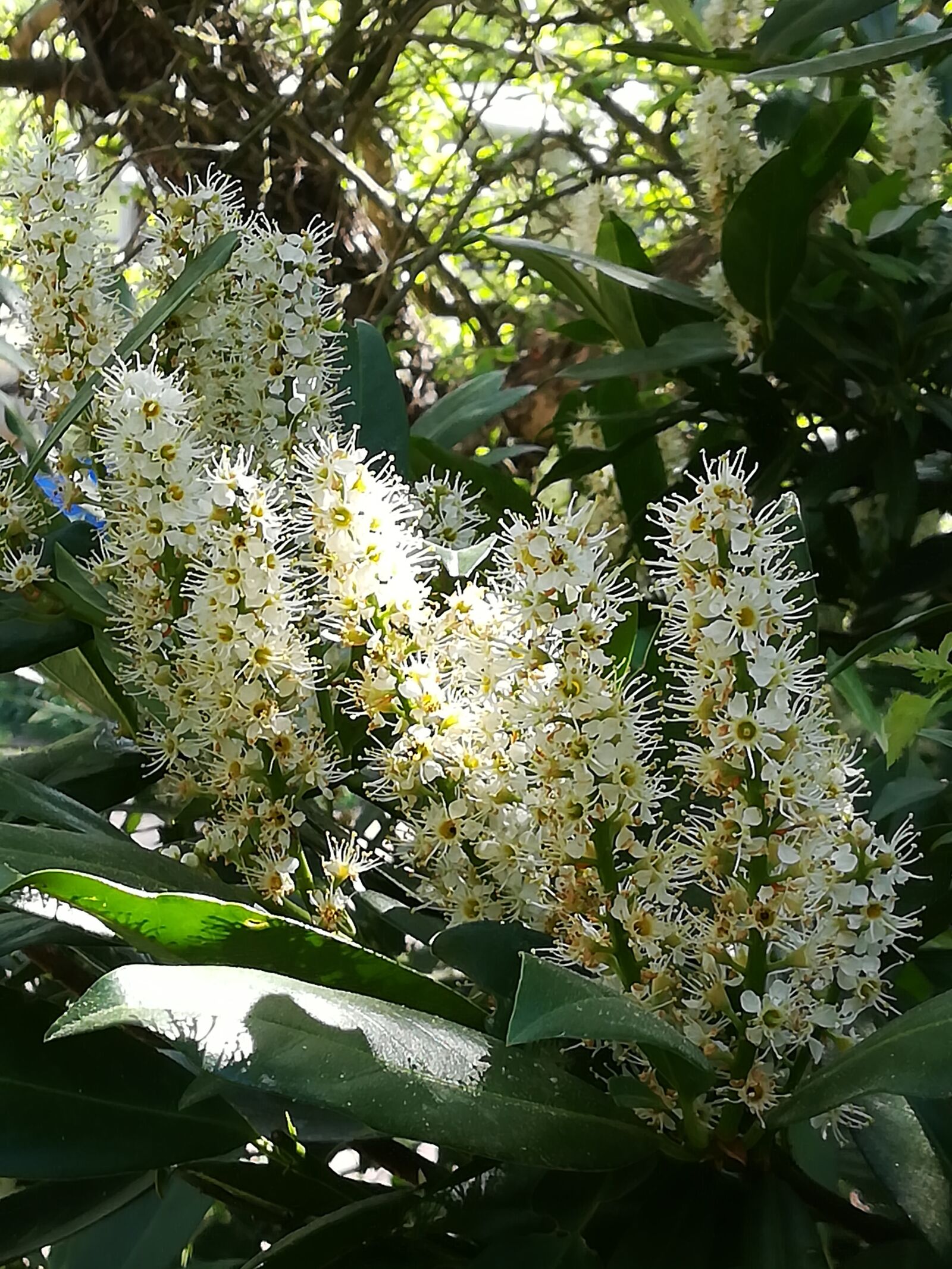 HUAWEI PRA-LX1 sample photo. Cherry laurel, blossom, bloom photography