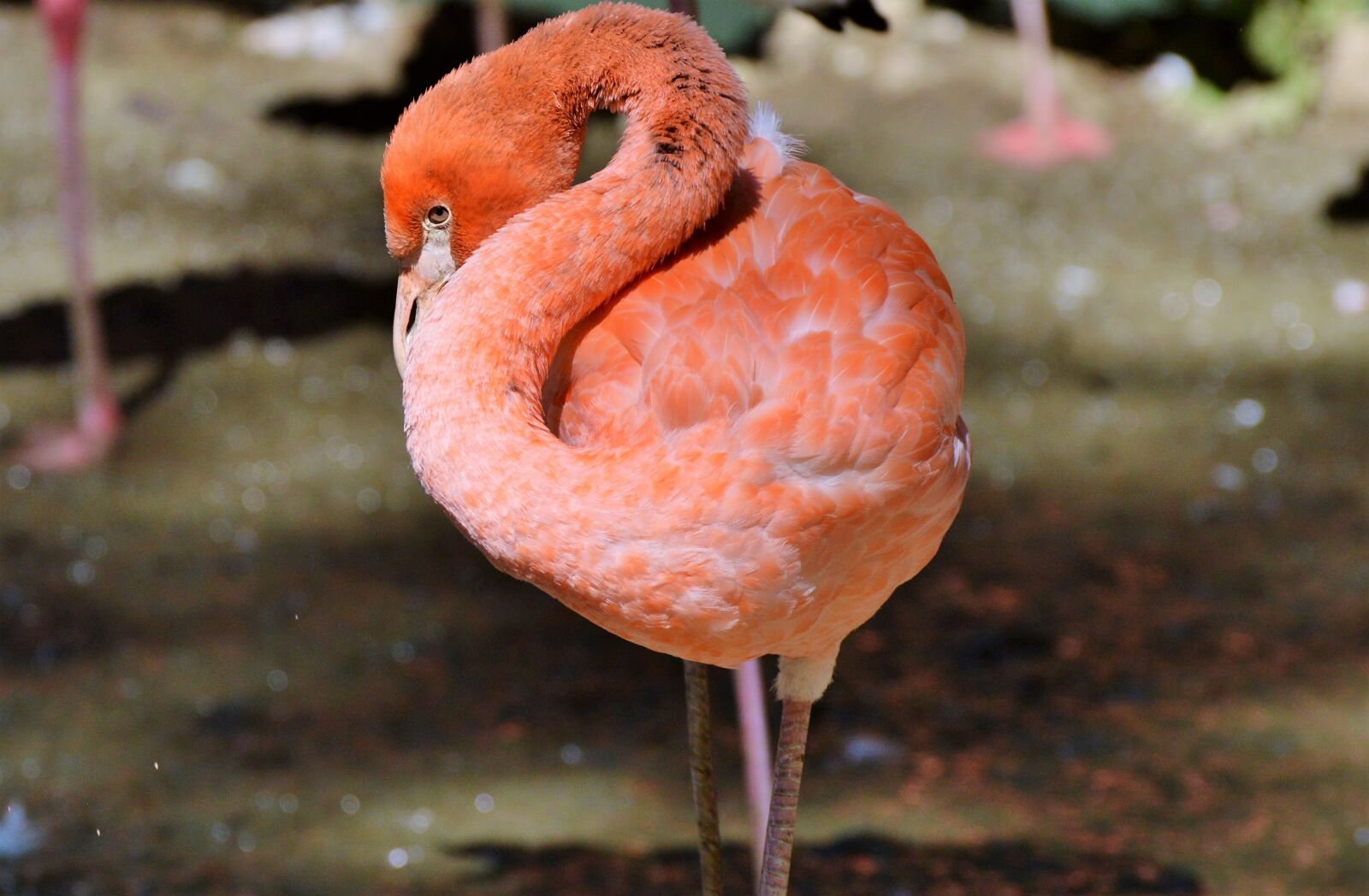 Nikon D3200 sample photo. Flamingo, bird, pink photography
