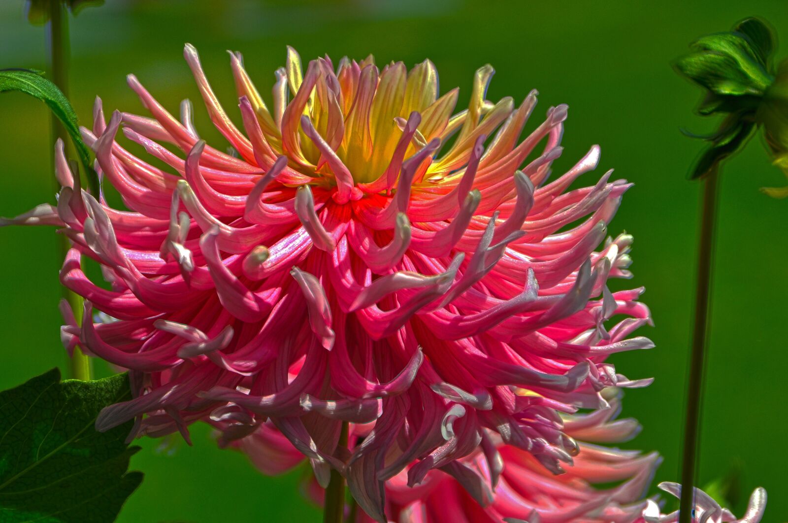 Nikon D90 sample photo. Chrysanthemum, blossom, bloom photography