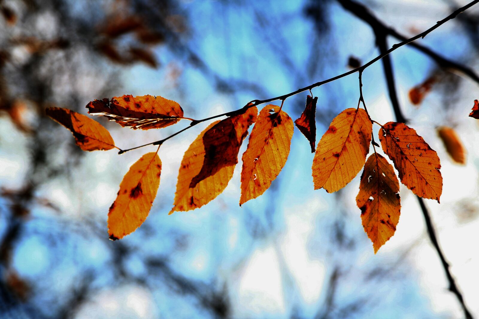 Canon EOS 5D sample photo. Leaves, tree, green photography