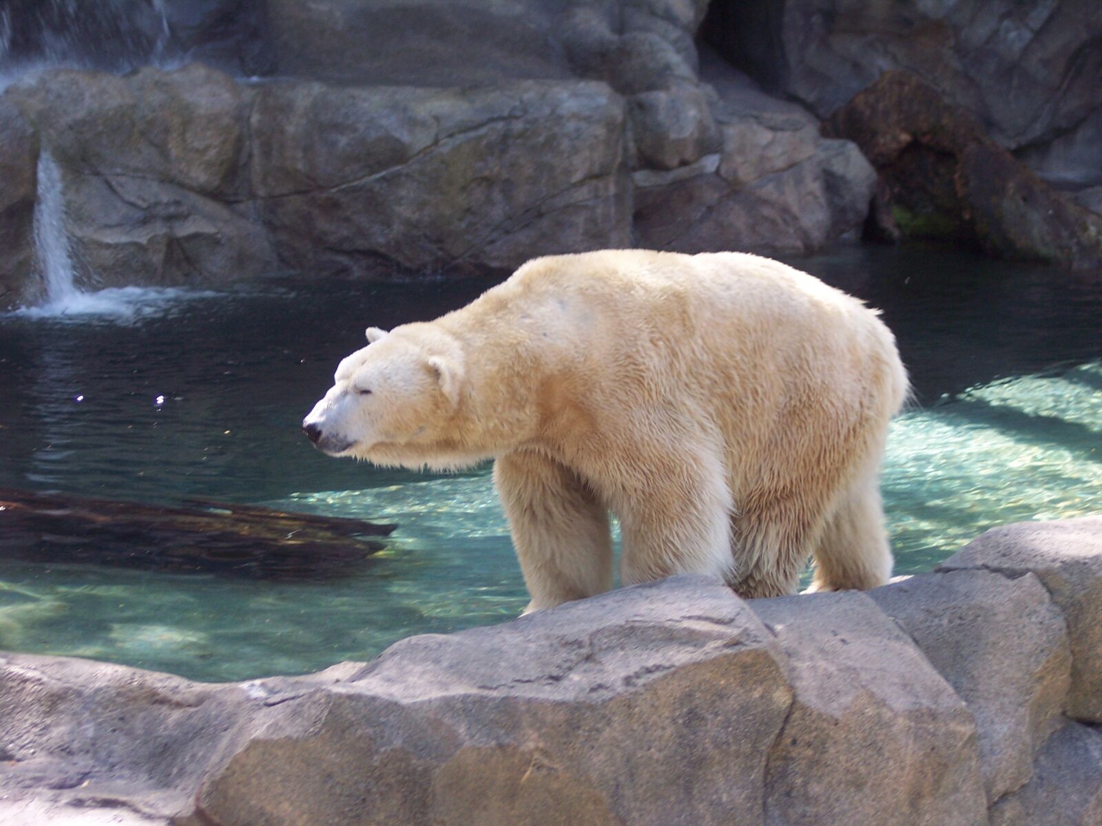 Kodak DX7630 ZOOM DIGITAL CAMERA sample photo. Polar, bear, polar bear photography