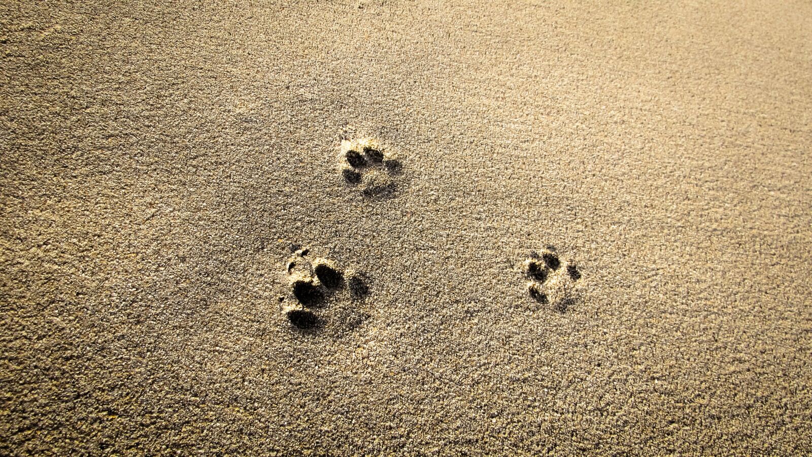 Canon PowerShot SX400 IS sample photo. Cat prints, sand, footprint photography