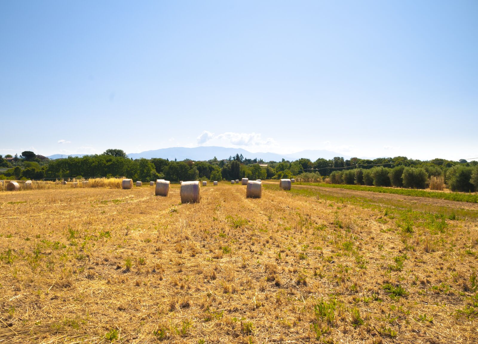 Nikon D80 sample photo. Bales, golden, sky photography