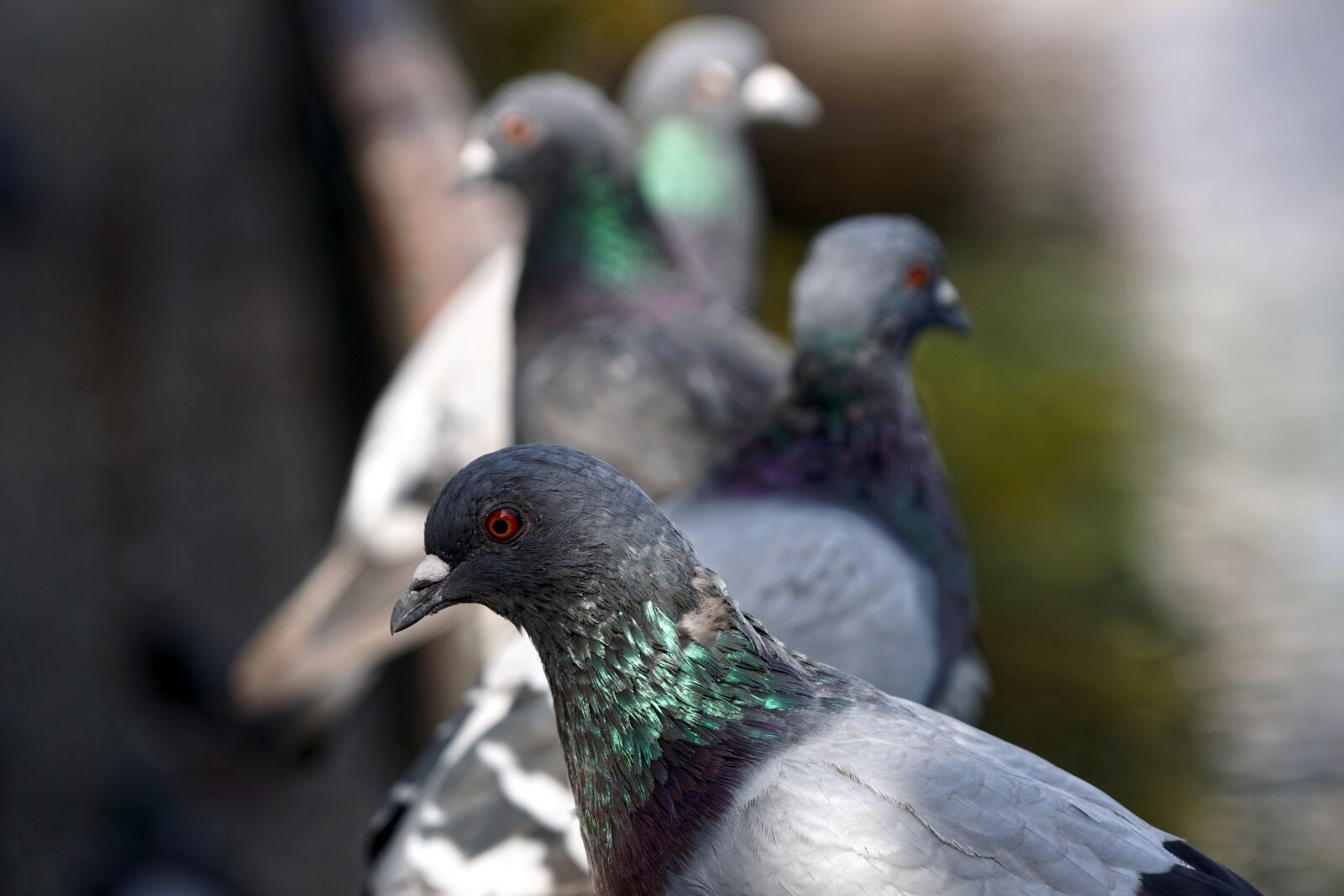 Sony ILCA-77M2 + Sony DT 18-135mm F3.5-5.6 SAM sample photo. Pigeons, birds, feather photography