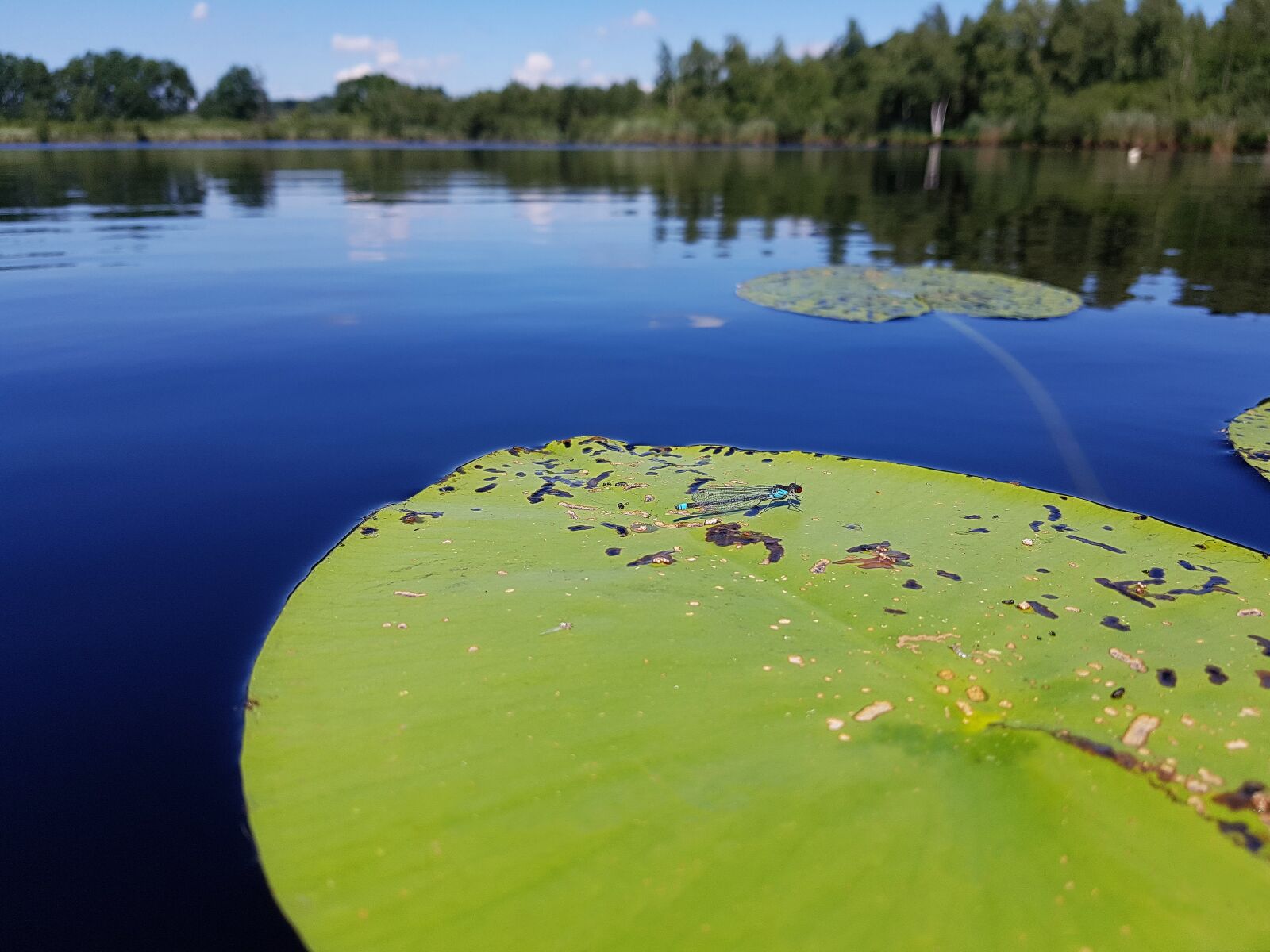 Samsung Galaxy S7 Edge sample photo. Lily pad, dragonfly, insect photography