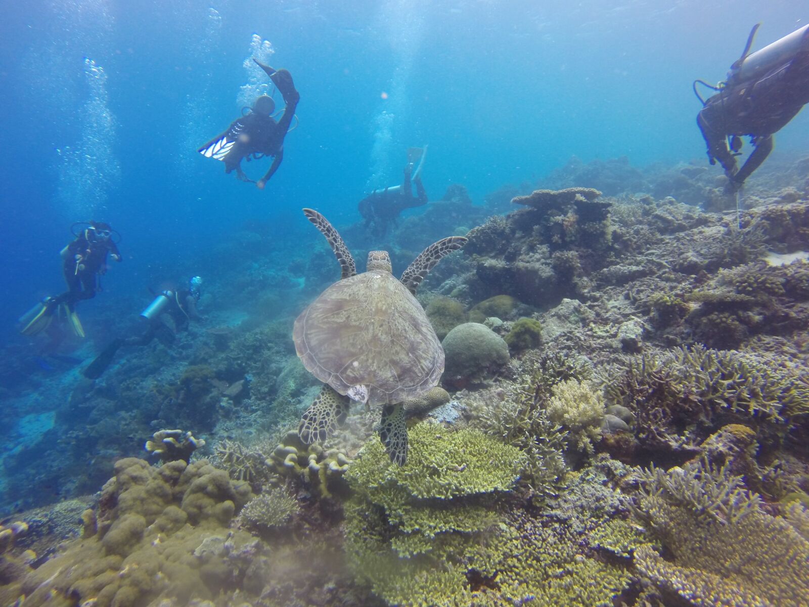 GoPro HERO3+ Black Edition sample photo. Scuba diving, scuba, diving photography