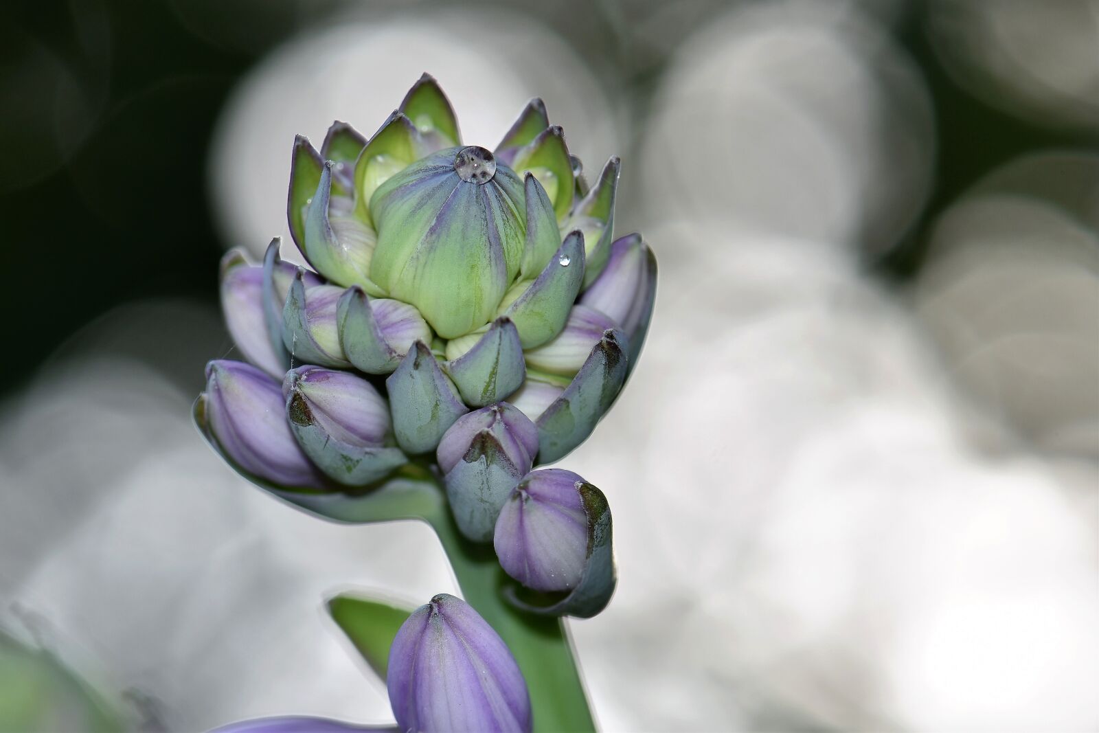 Nikon D5500 sample photo. Plantain lily, blossom, bloom photography