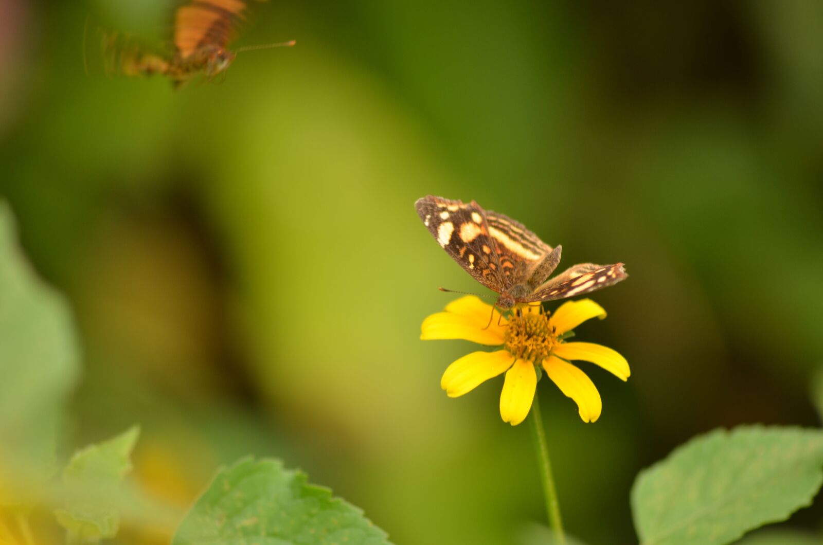 Nikon D5100 sample photo. Daisy, butterfly, lepidopteran photography