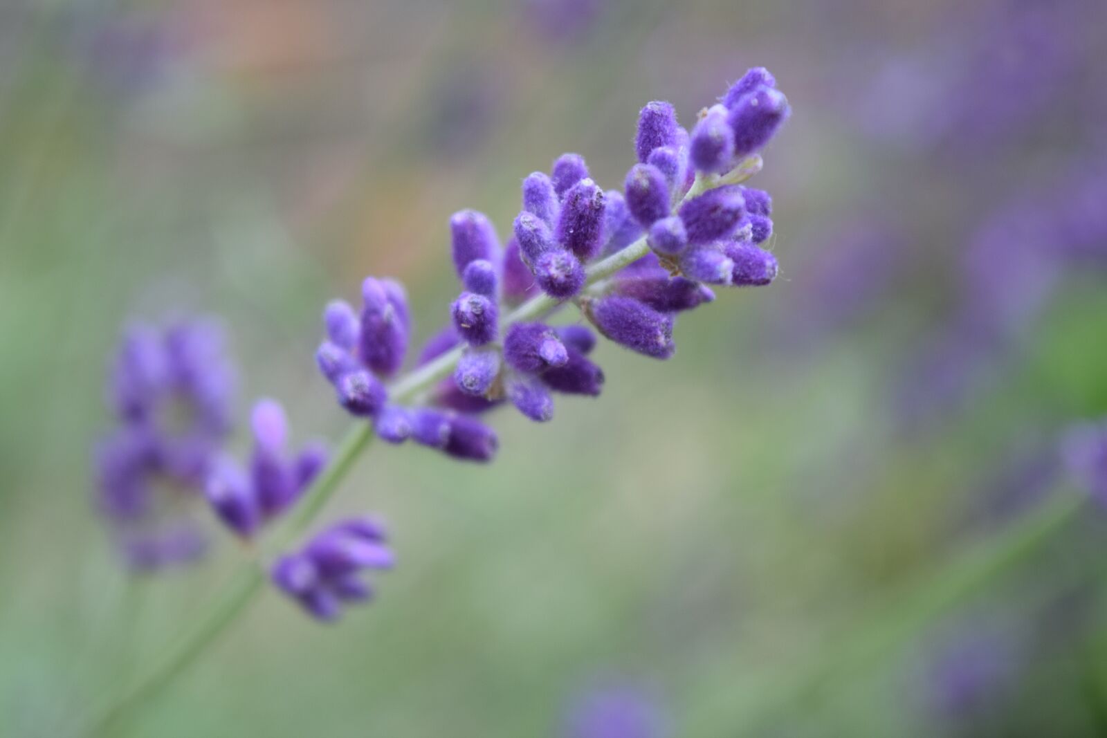 Nikon D3300 sample photo. Lavender, purple flower, purple photography