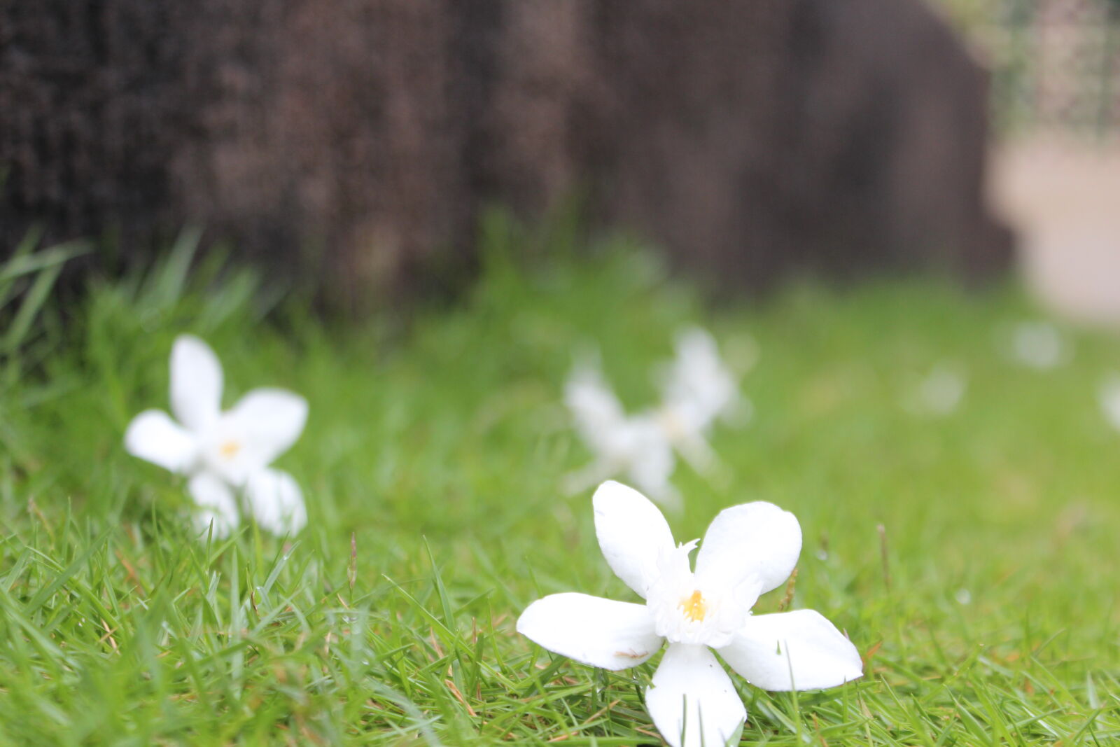 Canon EOS 1200D (EOS Rebel T5 / EOS Kiss X70 / EOS Hi) sample photo. Cwp, flower, grass, green photography