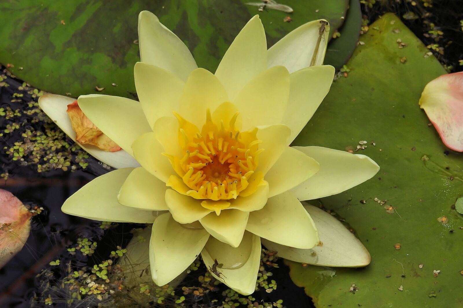 Nikon Coolpix P900 sample photo. Water lily, nuphar lutea photography
