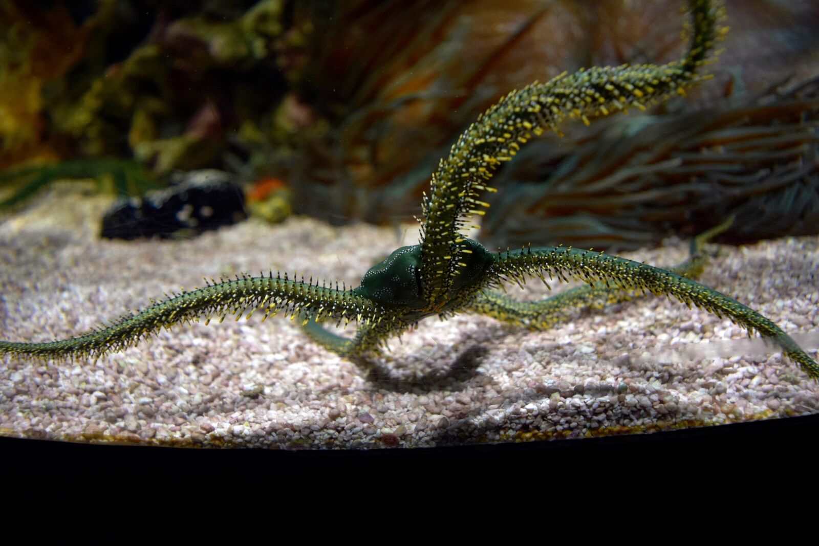 Nikon D3300 sample photo. Sea, sand, tentacle photography