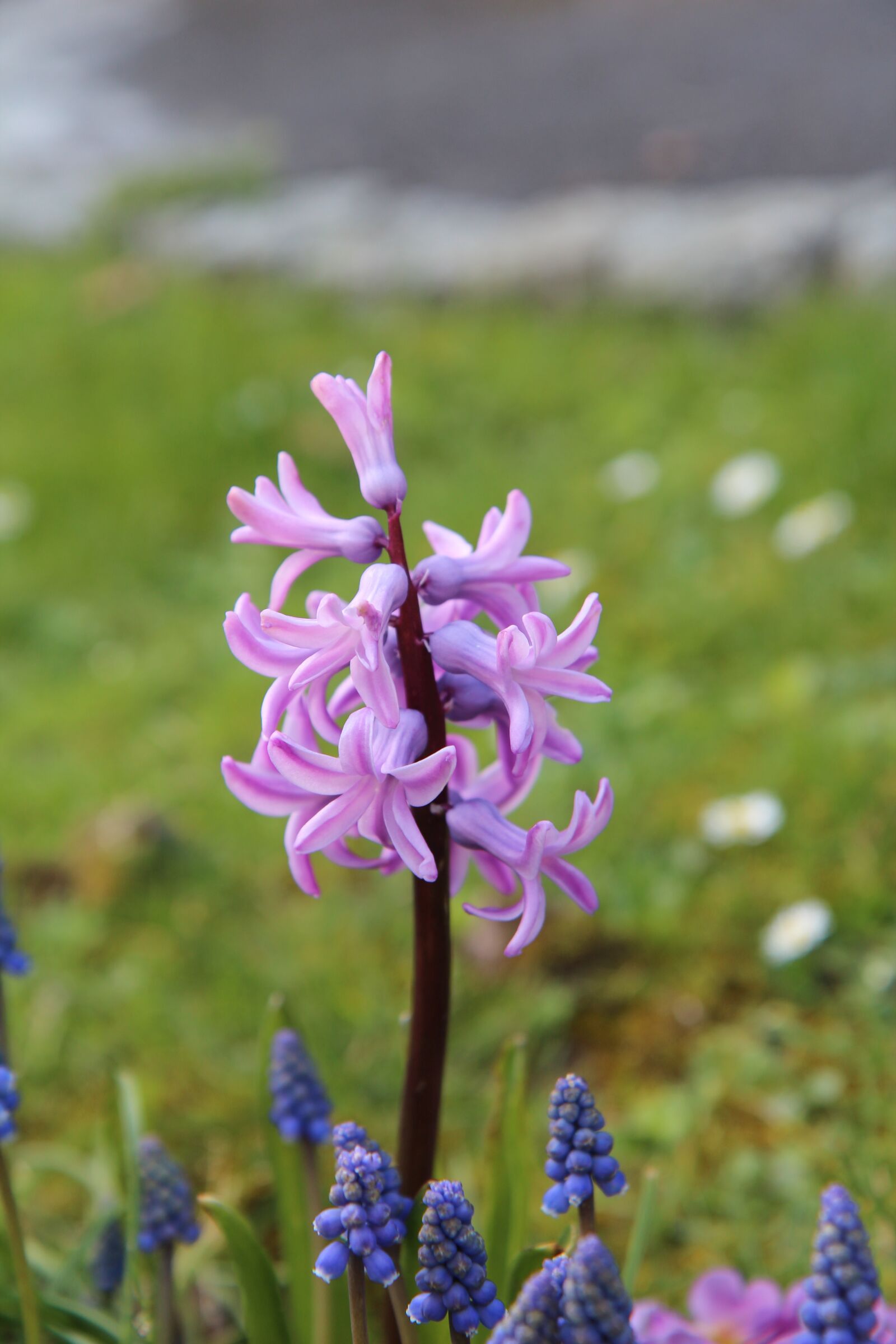 Canon EOS 600D (Rebel EOS T3i / EOS Kiss X5) sample photo. Hyacinth, wild hyacinth, pink photography