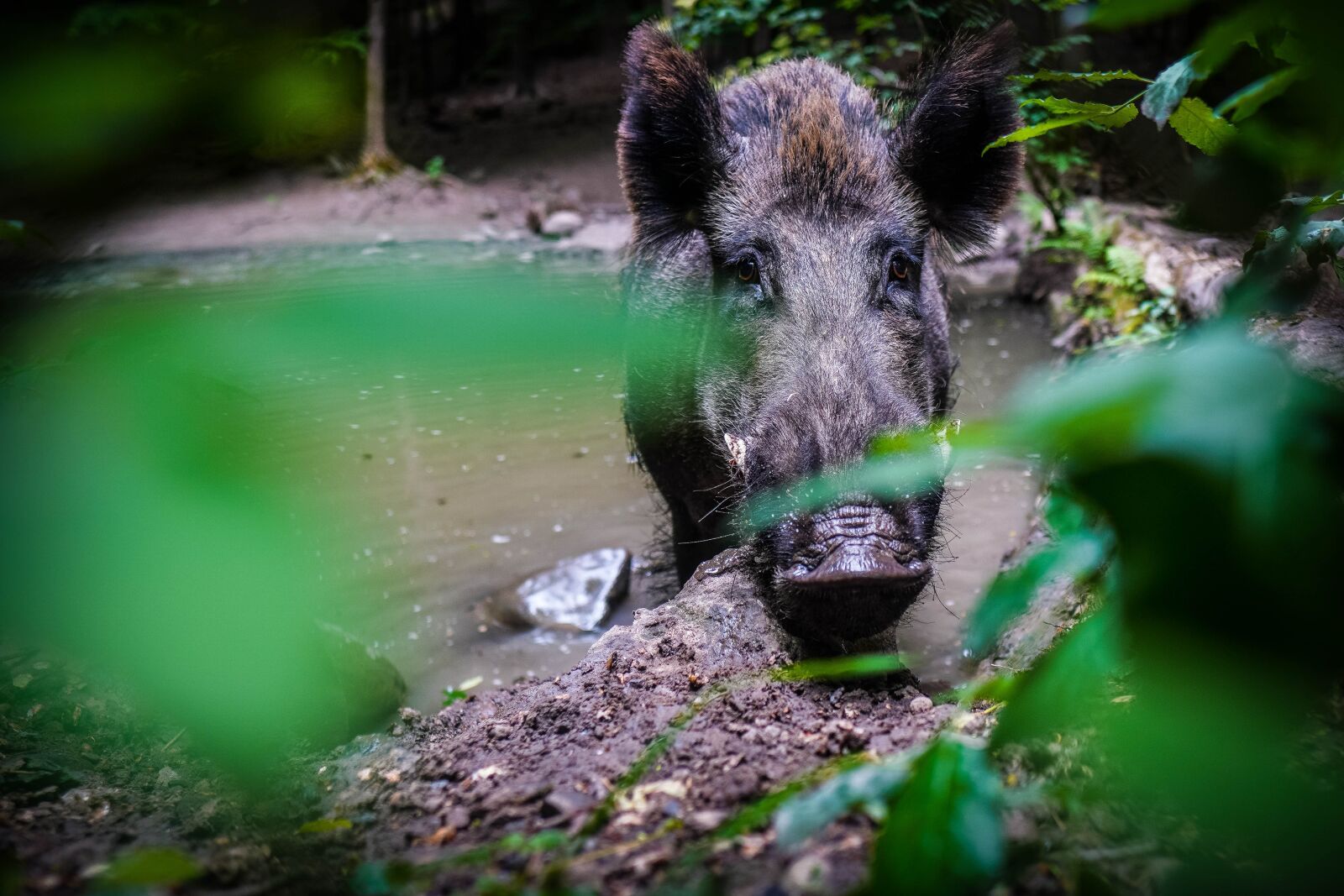 Sony a6400 + Sigma 16mm F1.4 DC DN | C sample photo. Wild, wild boar, pig photography
