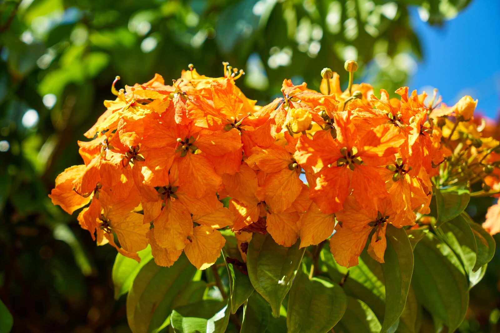 Sony a7R II sample photo. Flower, spring, orange photography