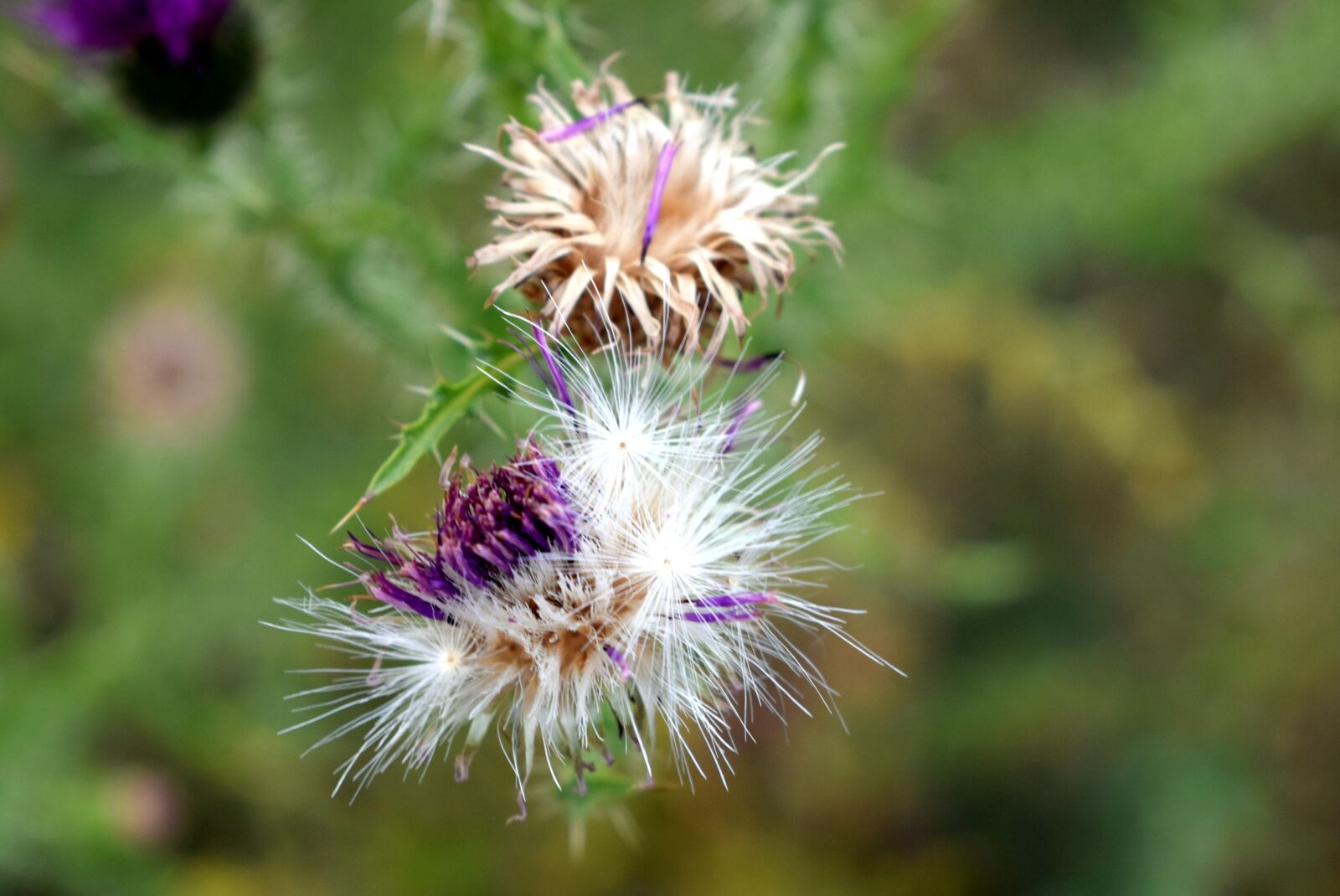 Nikon D3300 sample photo. Pestrec, thistle, macro photography