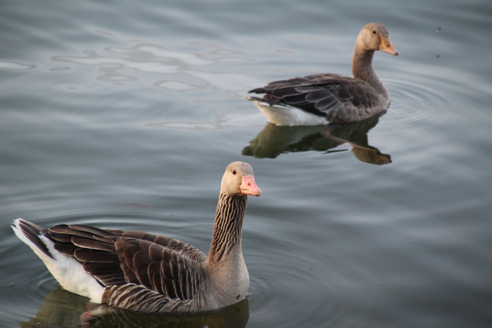 Canon EOS 1300D (EOS Rebel T6 / EOS Kiss X80) + Canon TS-E 90mm F2.8 Tilt-Shift sample photo. Goose, bird, geese photography