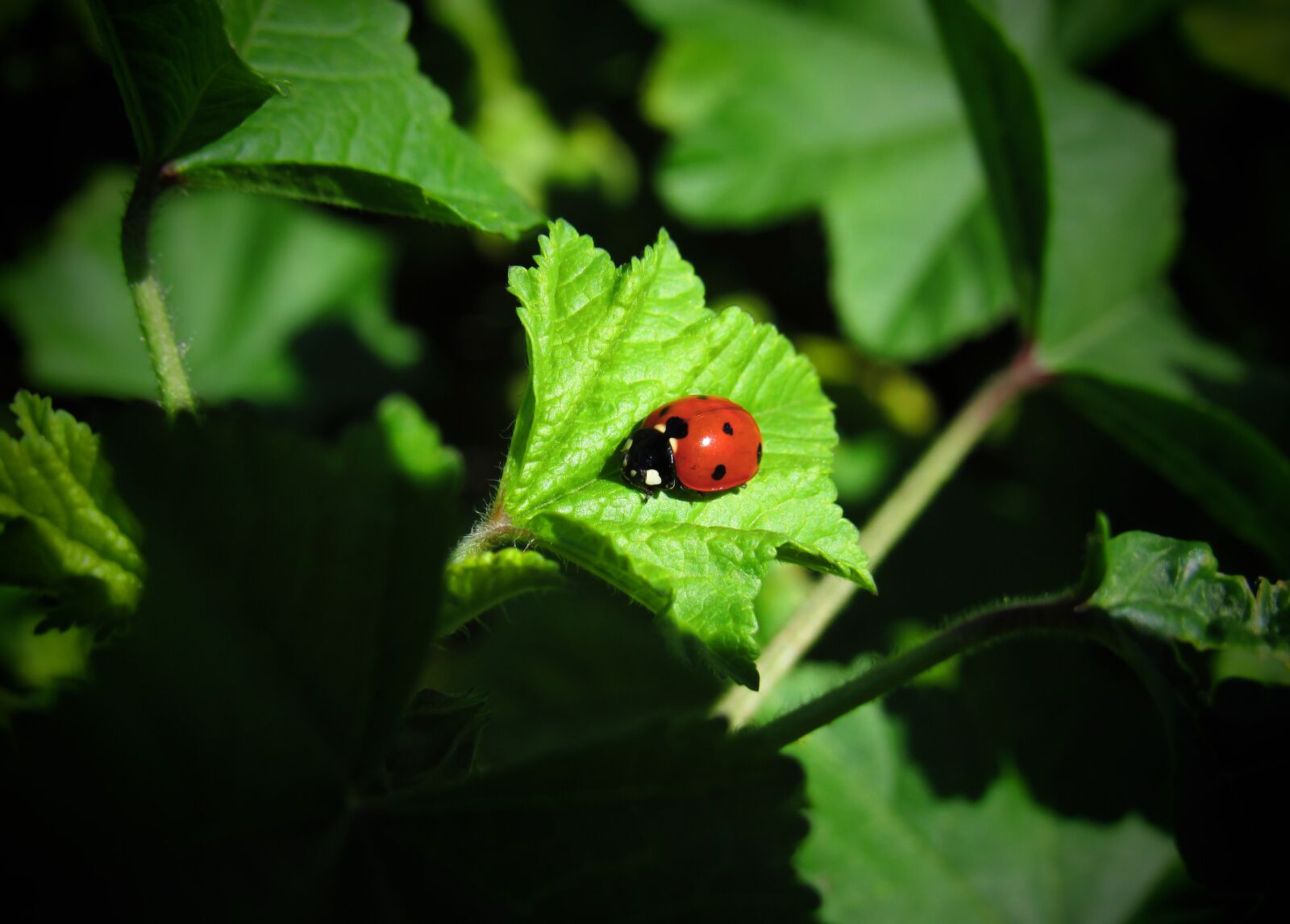 Canon PowerShot SX530 HS sample photo. Ladybug, bug, beetle photography