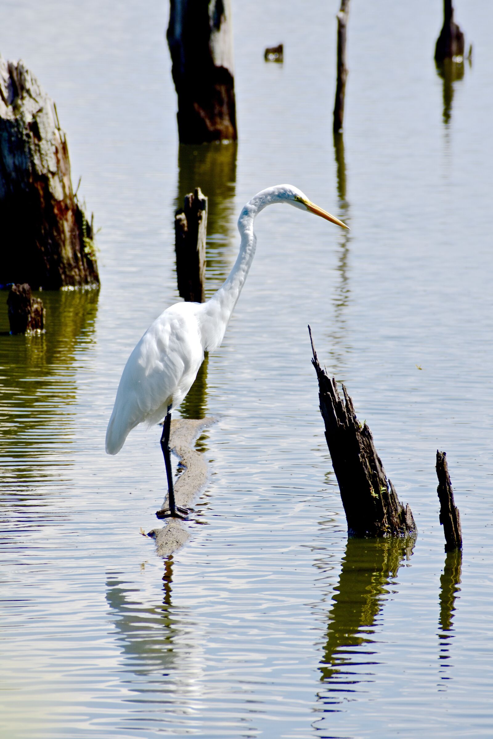 Nikon D3400 sample photo. Heron, bird, water photography