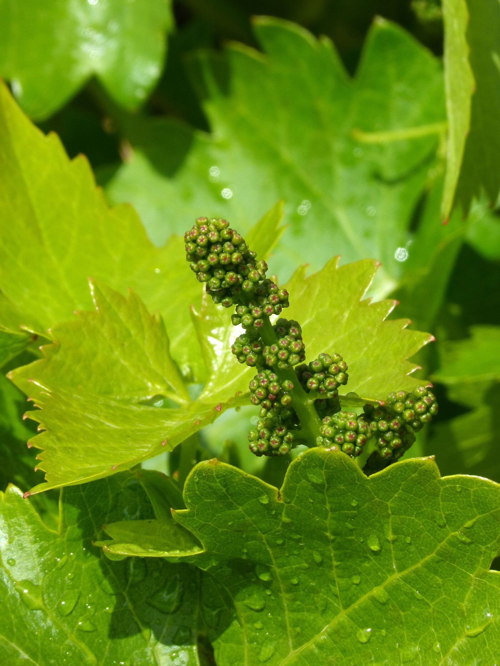 Panasonic DMC-FZ62 sample photo. Vine, grape, outbreak photography