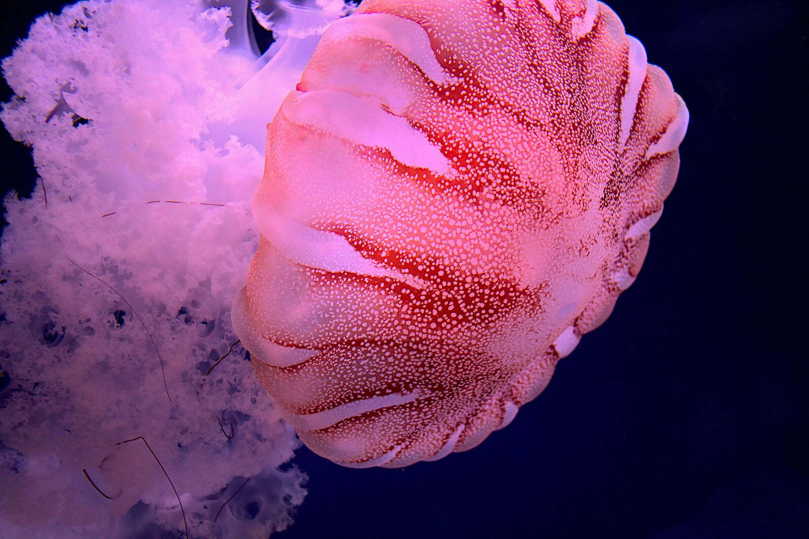 Canon EOS 800D (EOS Rebel T7i / EOS Kiss X9i) sample photo. Jellyfish, invertebrates, marine animals photography