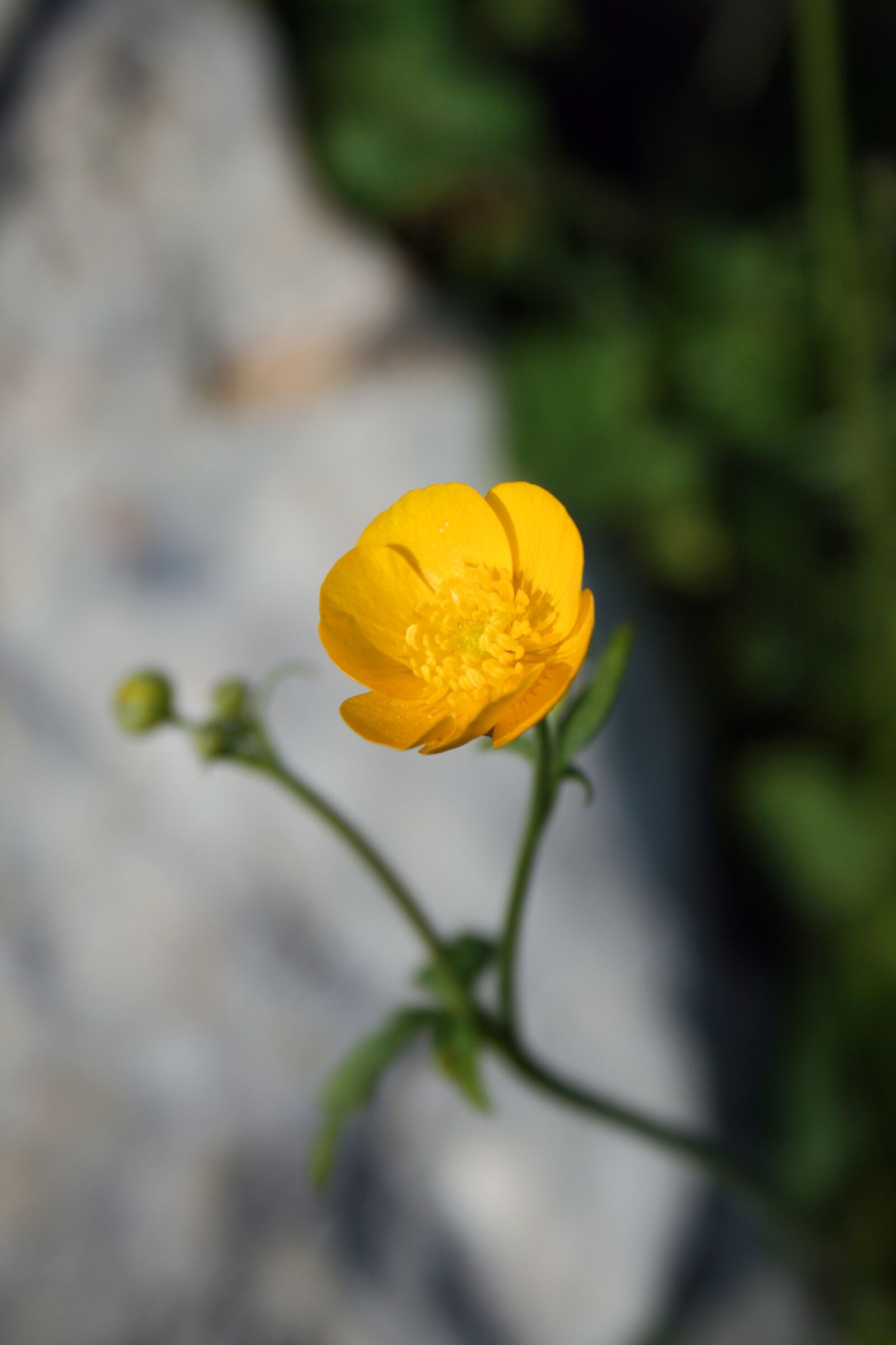 Canon EOS 400D (EOS Digital Rebel XTi / EOS Kiss Digital X) sample photo. Buttercup, yellow, macro photography