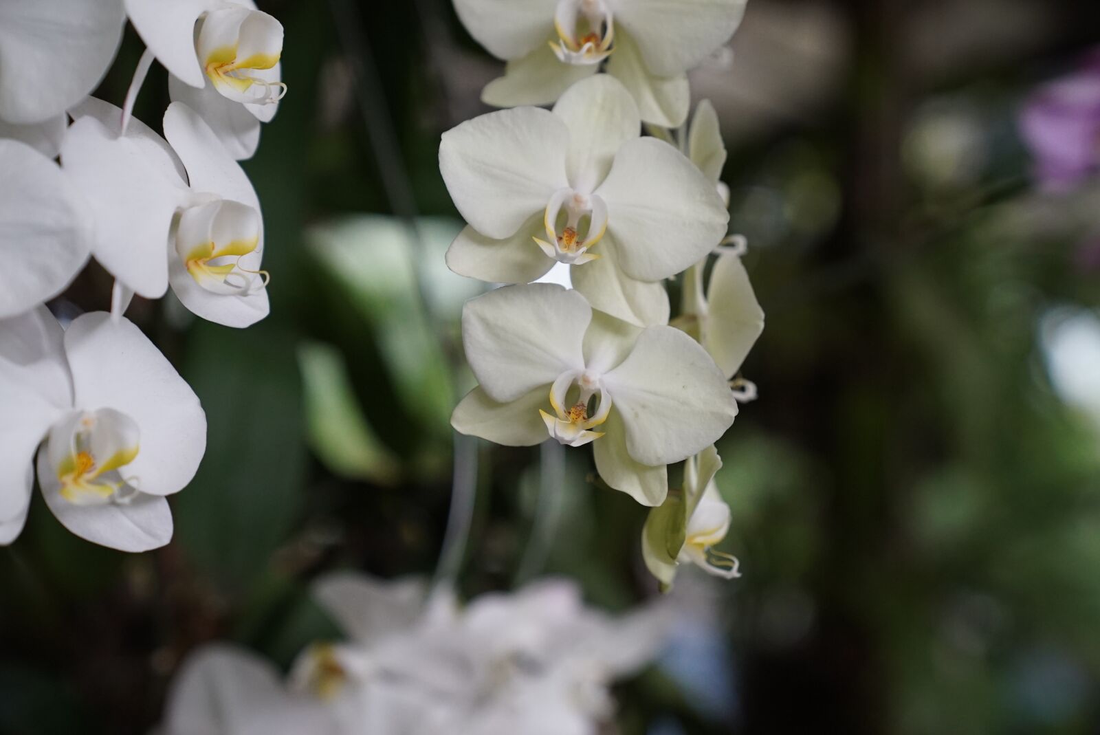 Sony a7S + Sony FE 24-70mm F2.8 GM sample photo. Orchids, tropical, floral photography